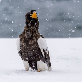 The Predatory Stellers Sea-eagle in the snow near Rausu at Shiretoko, Hokkaido of Japan.