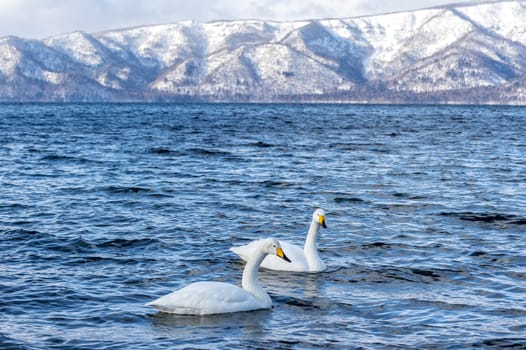 The swans in the Lake Kussharo of Shiretoko in Hokkaido, Japan.