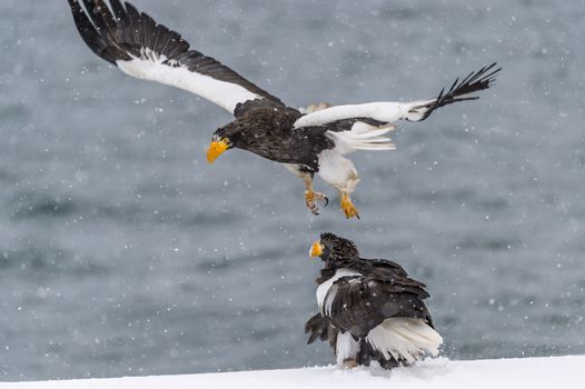 The Predatory Stellers Sea-eagle in the snow near Rausu at Shiretoko, Hokkaido of Japan.