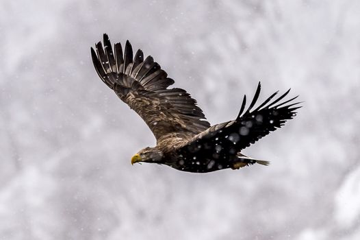 The White-talied Sea Eagle in the snow near Rausu at Shiretoko, Hokkaido of Japan.