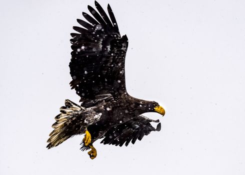 The White-talied Sea Eagle in the snow near Rausu at Shiretoko, Hokkaido of Japan.