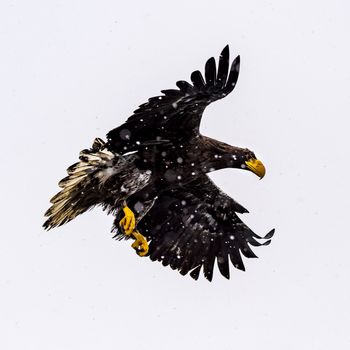 The White-talied Sea Eagle in the snow near Rausu at Shiretoko, Hokkaido of Japan.