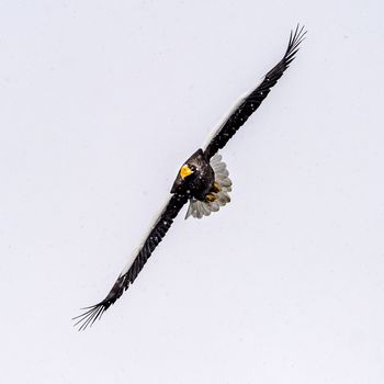 The Predatory Stellers Sea-eagle in the snow near Rausu at Shiretoko, Hokkaido of Japan.