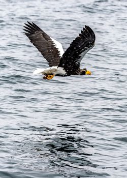 The Predatory Stellers Sea-eagle in the snow near Rausu at Shiretoko, Hokkaido of Japan.