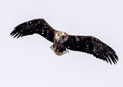 The White-talied Sea Eagle in the snow near Rausu at Shiretoko, Hokkaido of Japan.