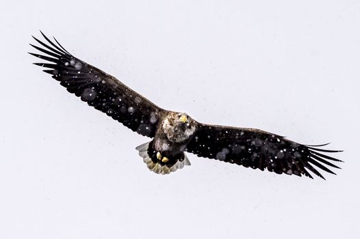 The White-talied Sea Eagle in the snow near Rausu at Shiretoko, Hokkaido of Japan.