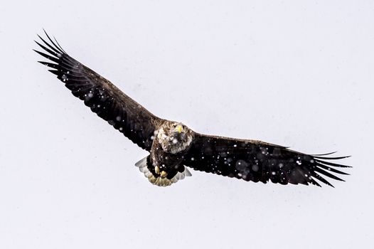 The White-talied Sea Eagle in the snow near Rausu at Shiretoko, Hokkaido of Japan.