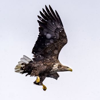 The White-talied Sea Eagle in the snow near Rausu at Shiretoko, Hokkaido of Japan.