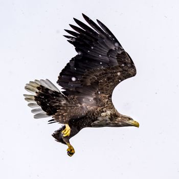 The White-talied Sea Eagle in the snow near Rausu at Shiretoko, Hokkaido of Japan.