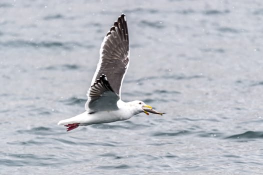 The Predatory Seagulls in the snow near Rausu at Shiretoko, Hokkaido of Japan.