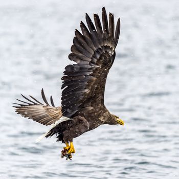 The White-talied Sea Eagle in the snow near Rausu at Shiretoko, Hokkaido of Japan.