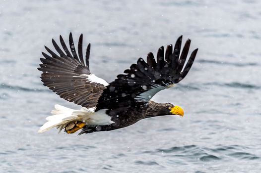 The Predatory Stellers Sea-eagle in the snow near Rausu at Shiretoko, Hokkaido of Japan.