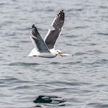 The Predatory Seagulls in the snow near Rausu at Shiretoko, Hokkaido of Japan.