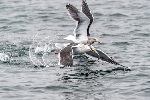 The Predatory Seagulls in the snow near Rausu at Shiretoko, Hokkaido of Japan.