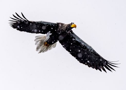 The Predatory Stellers Sea-eagle in the snow near Rausu at Shiretoko, Hokkaido of Japan.