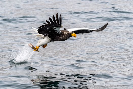 The Predatory Stellers Sea-eagle in the snow near Rausu at Shiretoko, Hokkaido of Japan.