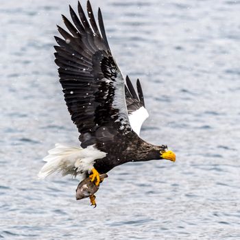 The Predatory Stellers Sea-eagle in the snow near Rausu at Shiretoko, Hokkaido of Japan.