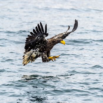 The White-talied Sea Eagle in the snow near Rausu at Shiretoko, Hokkaido of Japan.