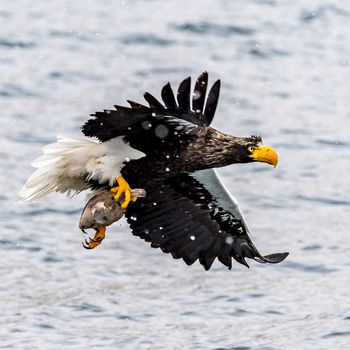 The Predatory Stellers Sea-eagle in the snow near Rausu at Shiretoko, Hokkaido of Japan.