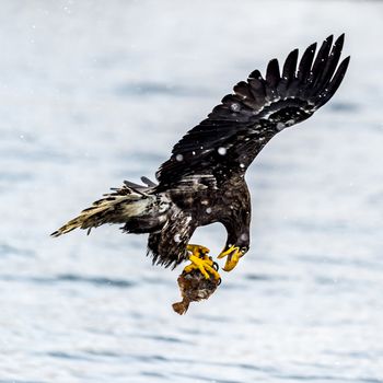 The White-talied Sea Eagle in the snow near Rausu at Shiretoko, Hokkaido of Japan.