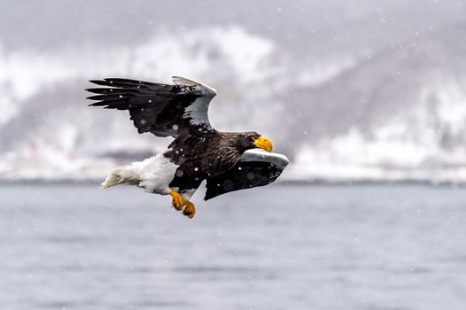 The Predatory Stellers Sea-eagle in the snow near Rausu at Shiretoko, Hokkaido of Japan.