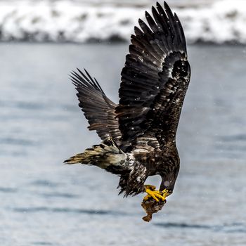 The White-talied Sea Eagle in the snow near Rausu at Shiretoko, Hokkaido of Japan.