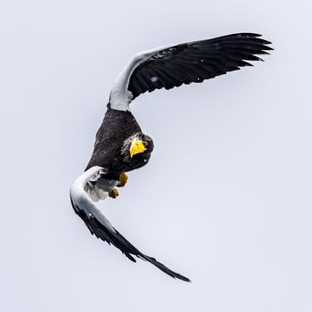 The Predatory Stellers Sea-eagle in the snow near Rausu at Shiretoko, Hokkaido of Japan.