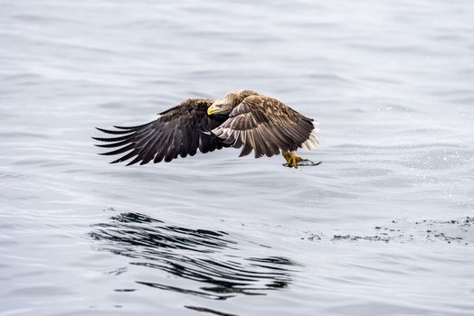 The White-talied Sea Eagle in the snow near Rausu at Shiretoko, Hokkaido of Japan.