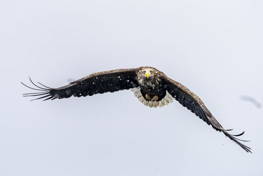 The White-talied Sea Eagle in the snow near Rausu at Shiretoko, Hokkaido of Japan.