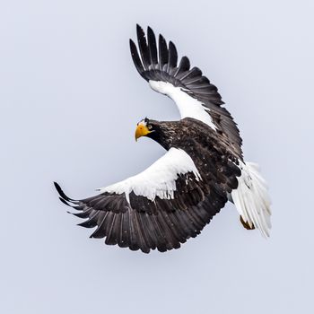 The Predatory Stellers Sea-eagle in the snow near Rausu at Shiretoko, Hokkaido of Japan.