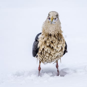 The Predatory Seagulls in the snow near Rausu at Shiretoko, Hokkaido of Japan.