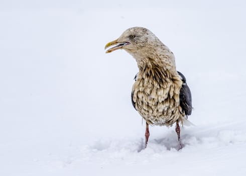 The Predatory Seagulls in the snow near Rausu at Shiretoko, Hokkaido of Japan.