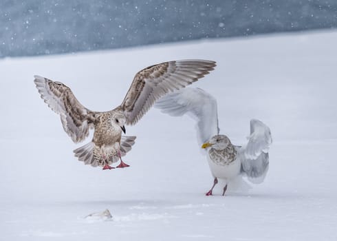 The Predatory Seagulls in the snow near Rausu at Shiretoko, Hokkaido of Japan.