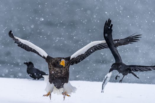 The Predatory Stellers Sea-eagle in the snow near Rausu at Shiretoko, Hokkaido of Japan.