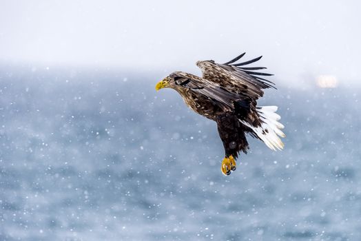 The White-talied Sea Eagle in the snow near Rausu at Shiretoko, Hokkaido of Japan.