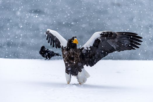 The Predatory Stellers Sea-eagle in the snow near Rausu at Shiretoko, Hokkaido of Japan.