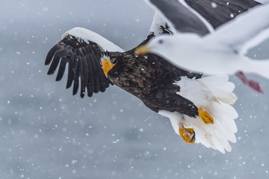 The Predatory Stellers Sea-eagle in the snow near Rausu at Shiretoko, Hokkaido of Japan.