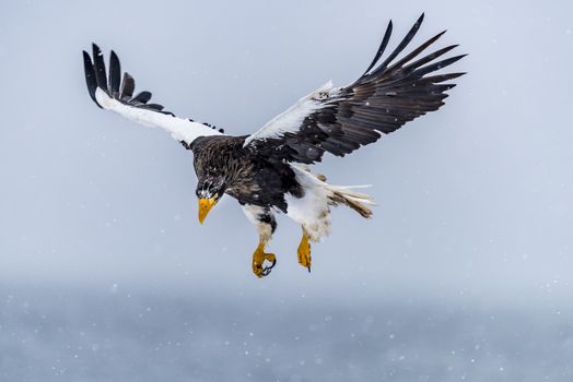 The Predatory Stellers Sea-eagle in the snow near Rausu at Shiretoko, Hokkaido of Japan.