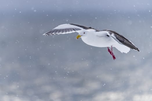 The Predatory Seagulls in the snow near Rausu at Shiretoko, Hokkaido of Japan.