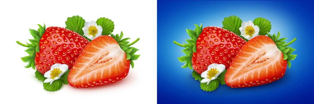 Strawberry isolated. Two strawberries with flowers and leaves isolated on white and blue backgrounds