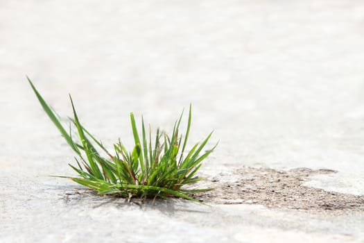 the green grass sprouted a weed through concrete