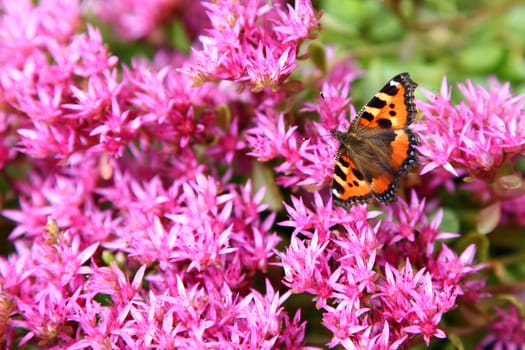 it is a lot of small pink colors. A butterfly on flowers