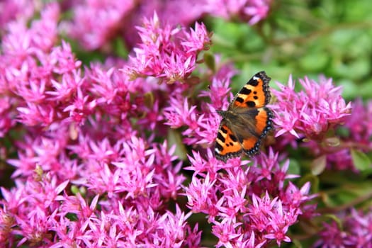 it is a lot of small pink colors. A butterfly on flowers