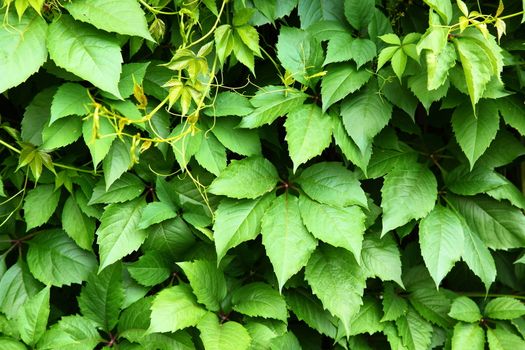 Green leaves of maiden grapes close up