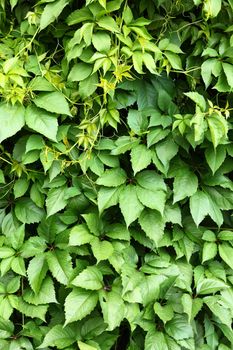 Green leaves of maiden grapes close up