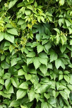 Green leaves of maiden grapes close up