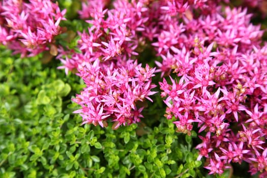 it is a lot of small pink colors. The growing thyme