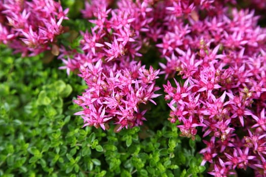 it is a lot of small pink colors. The growing thyme