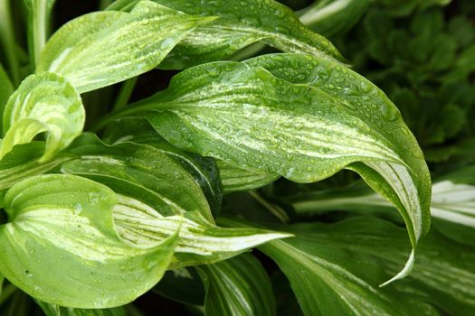 variegated green leaves of hosts with white stripes as background