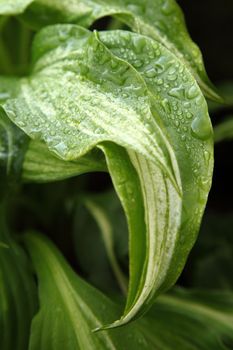 variegated green leaves of hosts with white stripes as background